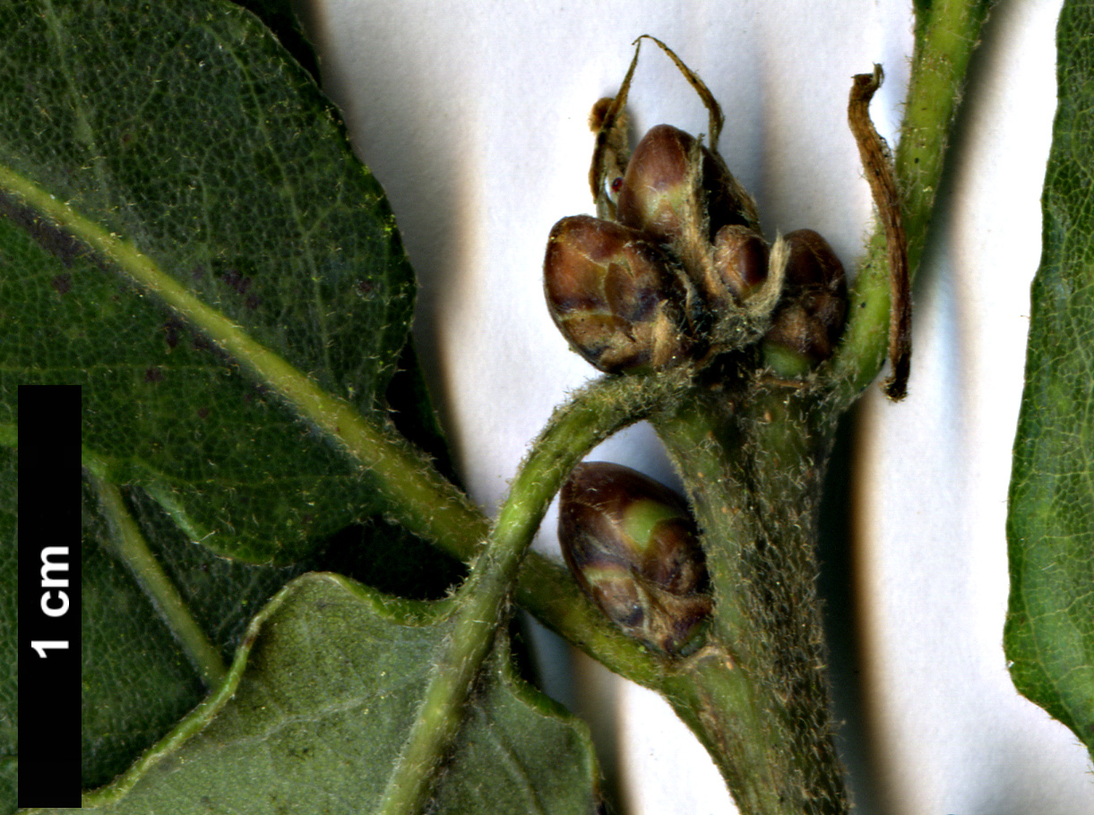 High resolution image: Family: Fagaceae - Genus: Quercus - Taxon: glabrescens × Q.robur